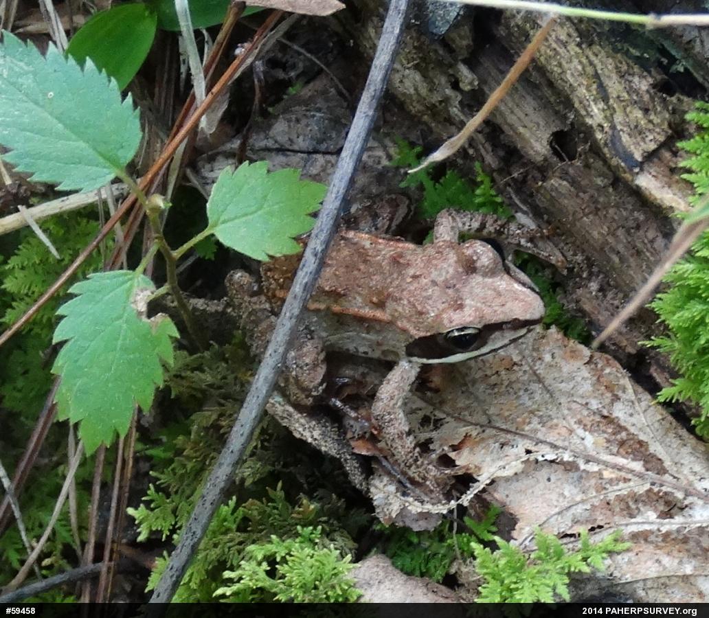 Wood Frog