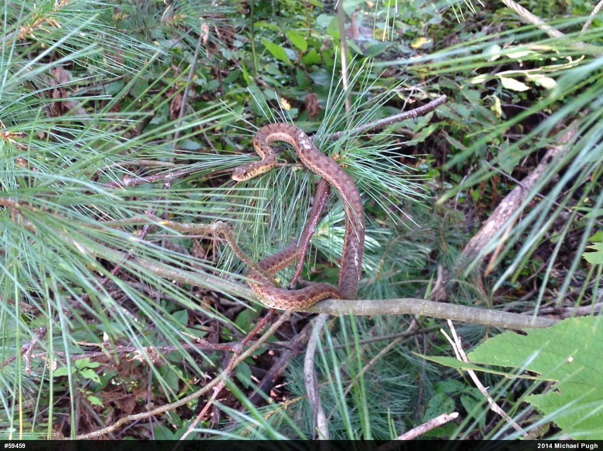 Eastern Gartersnake