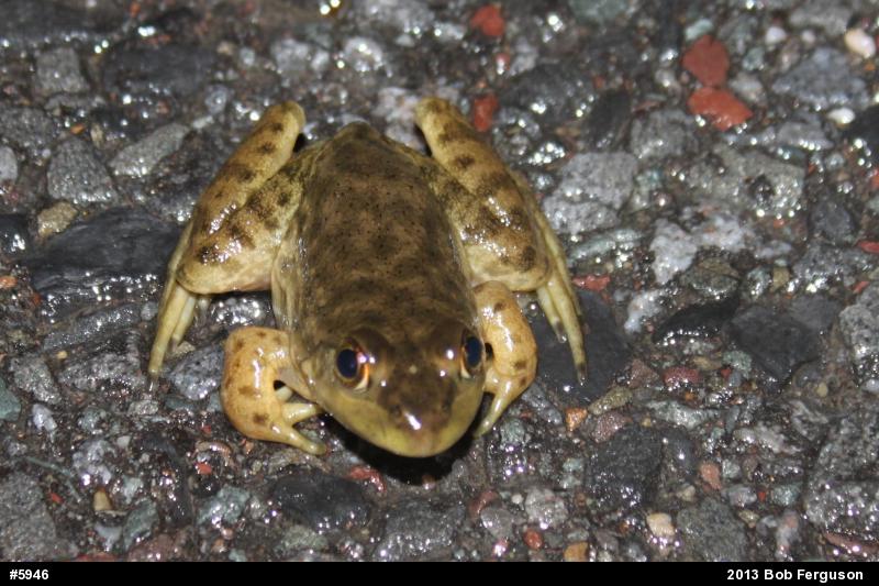 American Bullfrog