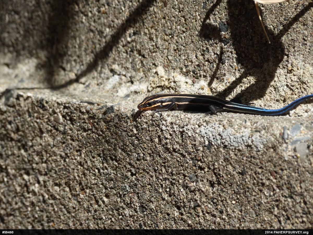 Common Five-lined Skink