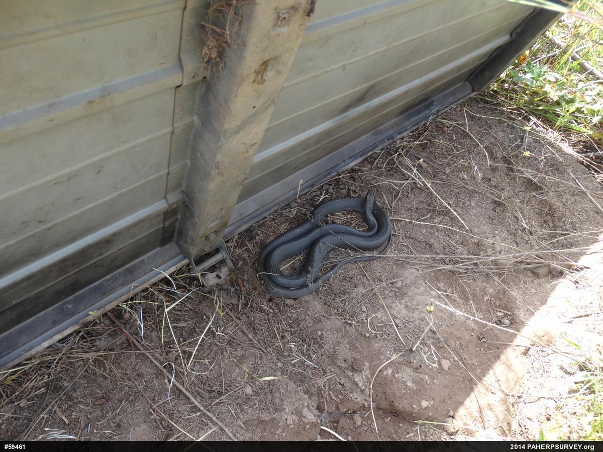 Northern Black Racer