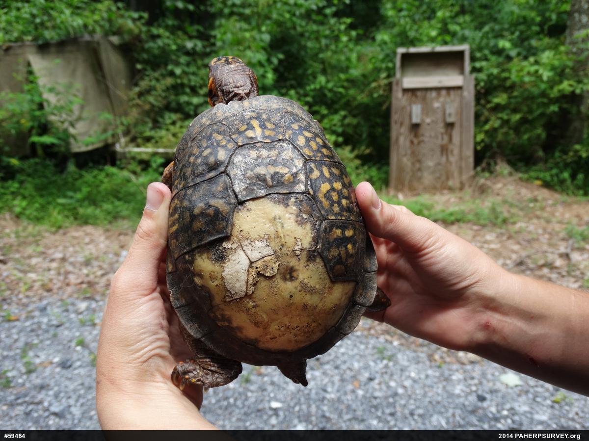 Eastern Box Turtle