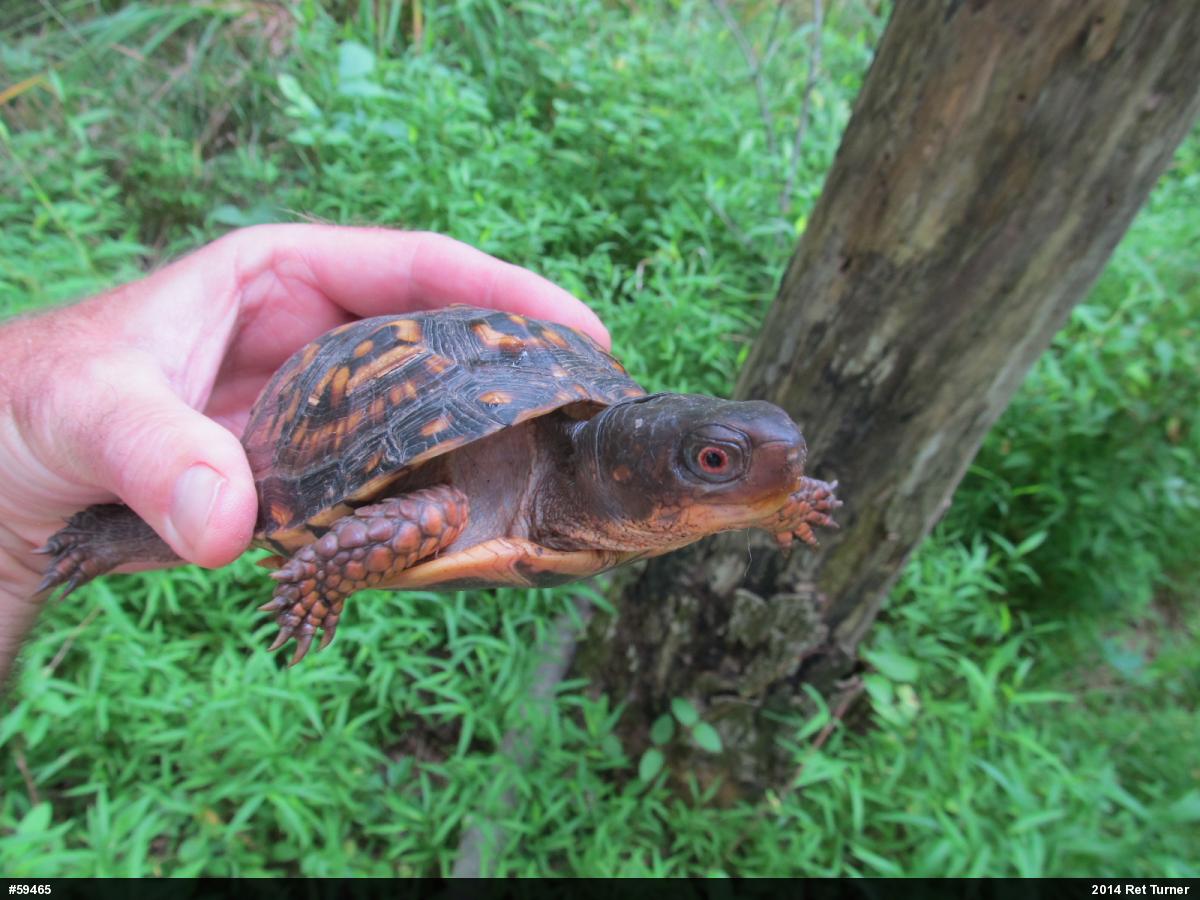 Eastern Box Turtle