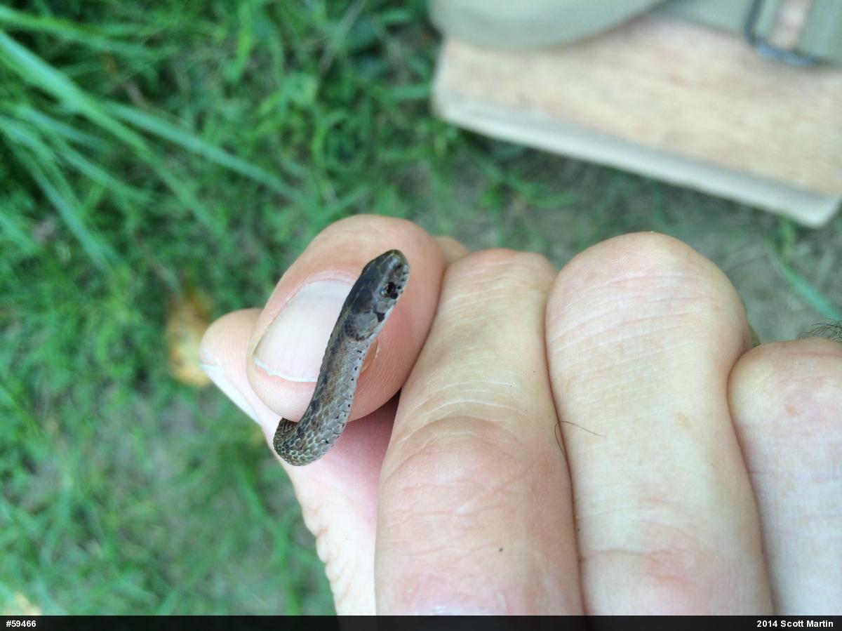 Dekay's Brownsnake