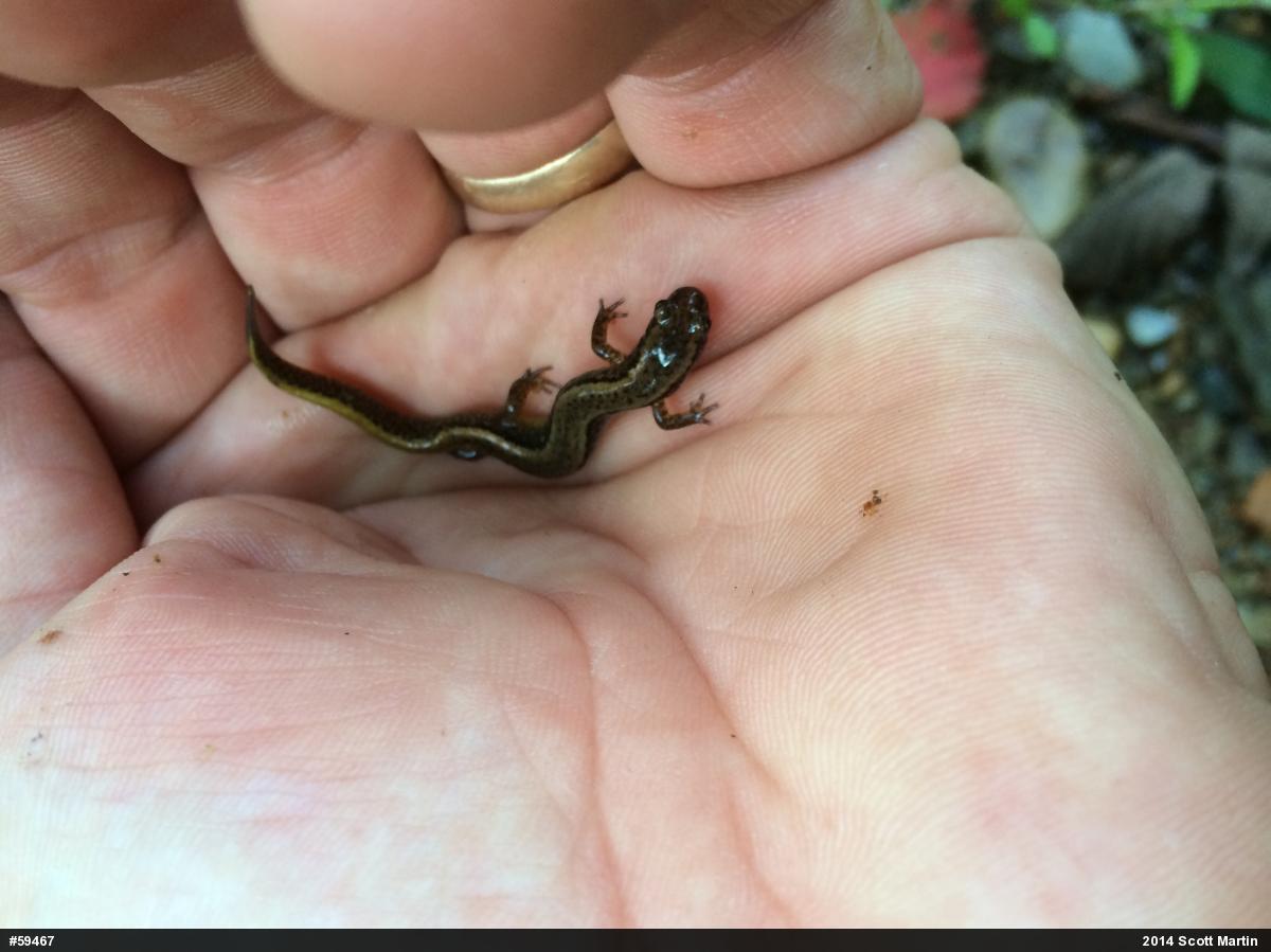 Northern Two-lined Salamander