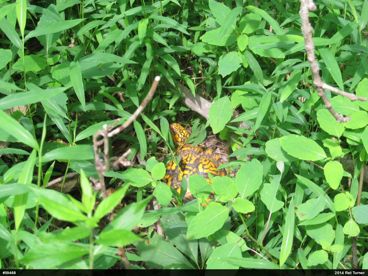 Eastern Box Turtle