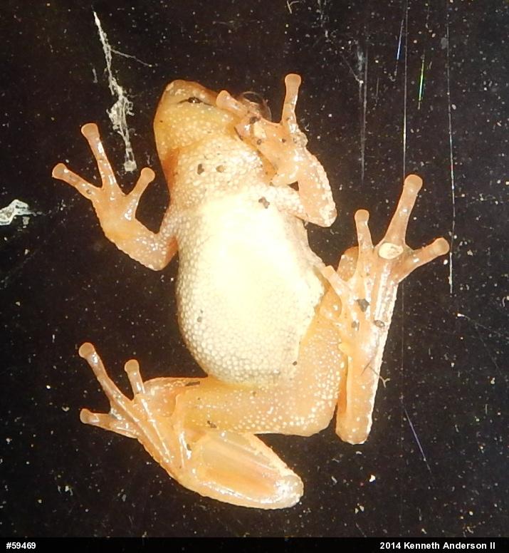 Spring Peeper