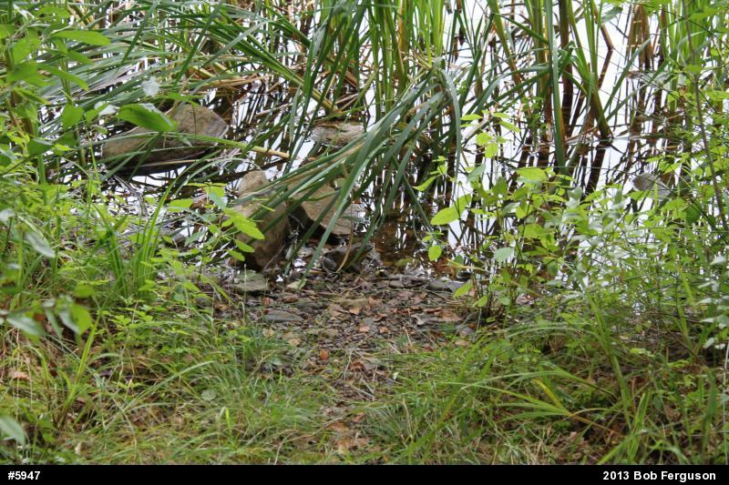 American Bullfrog