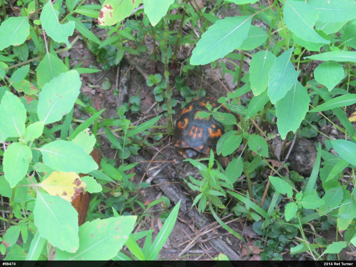 Eastern Box Turtle