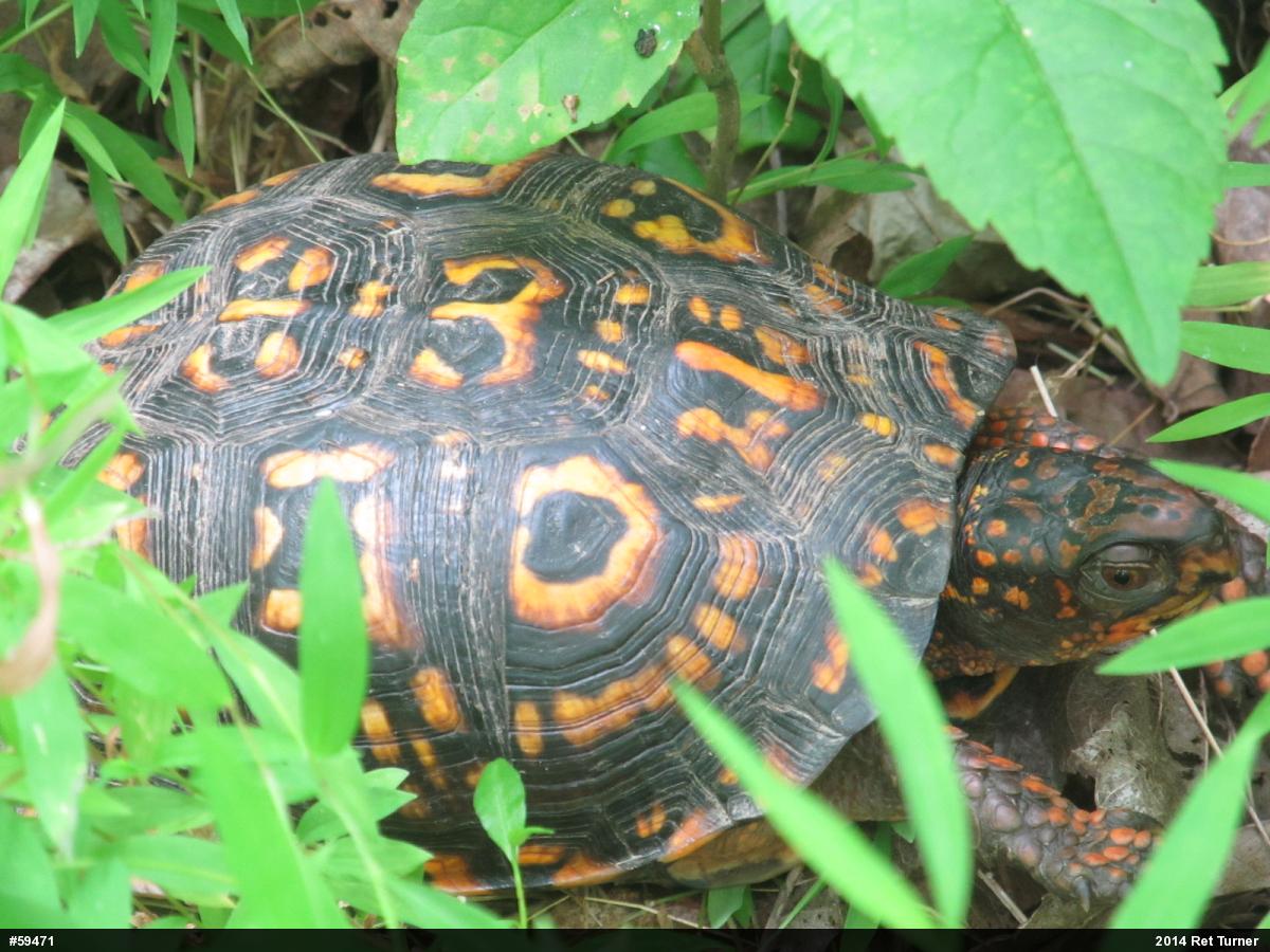 Eastern Box Turtle