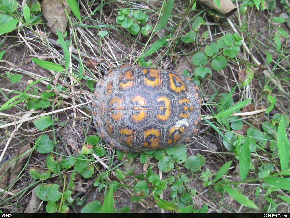 Eastern Box Turtle
