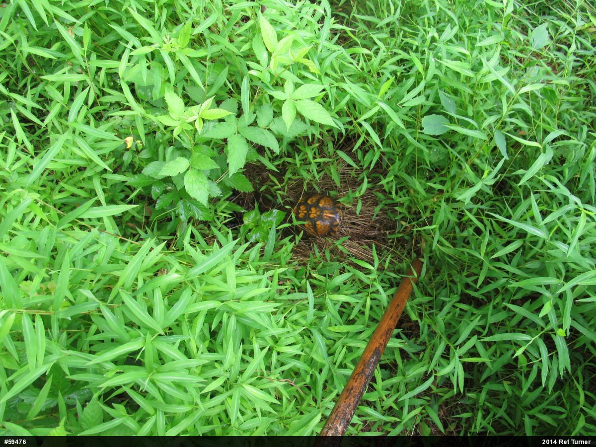Eastern Box Turtle