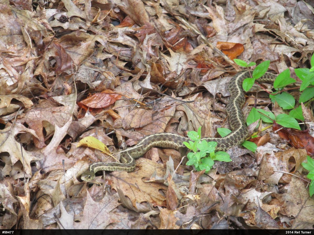 Eastern Gartersnake