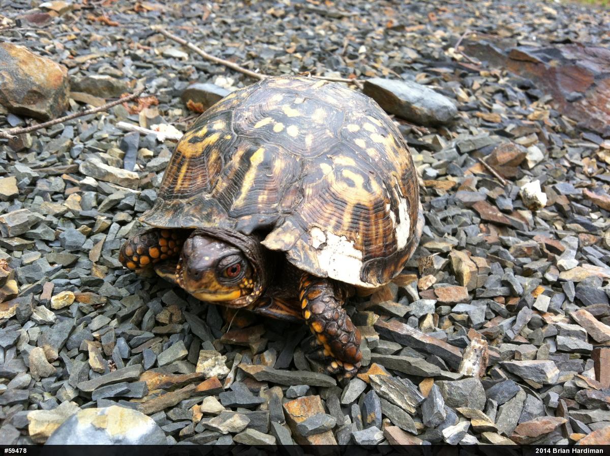 Eastern Box Turtle