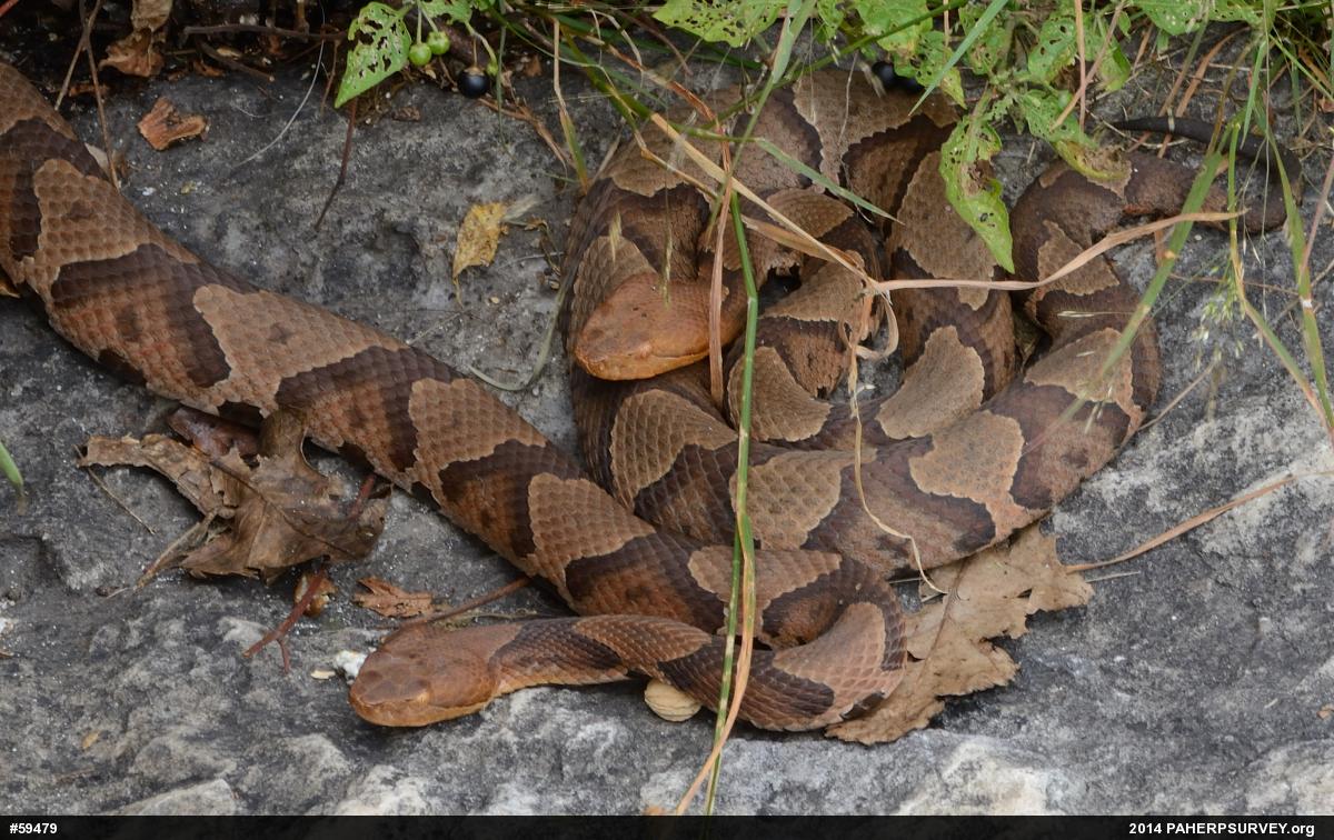 Northern Copperhead