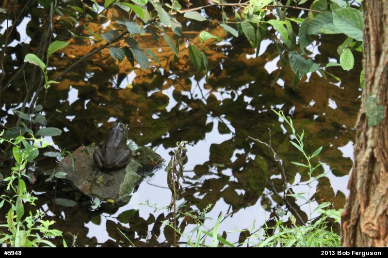 American Bullfrog