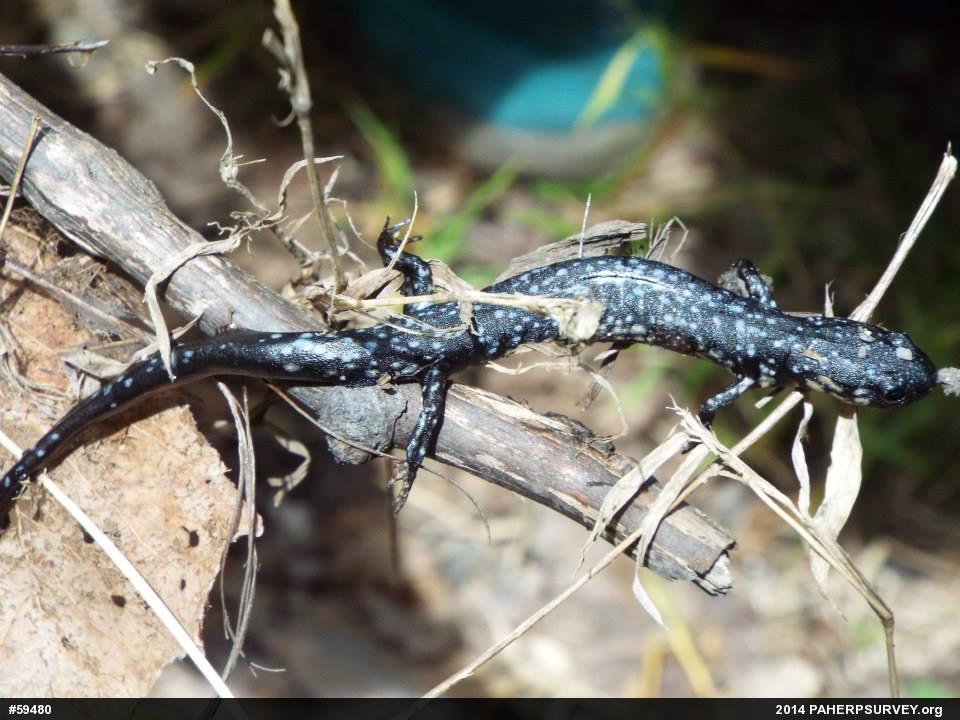 Northern Slimy Salamander