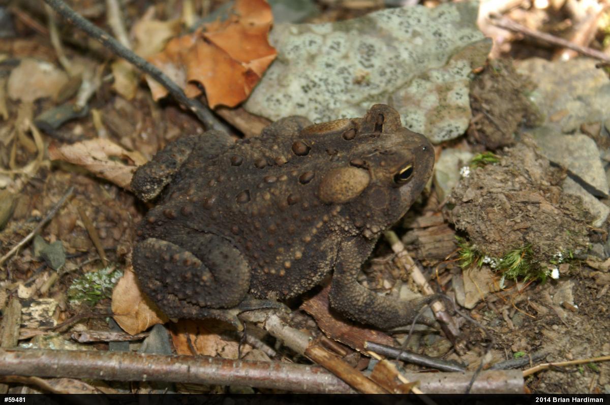 Eastern American Toad