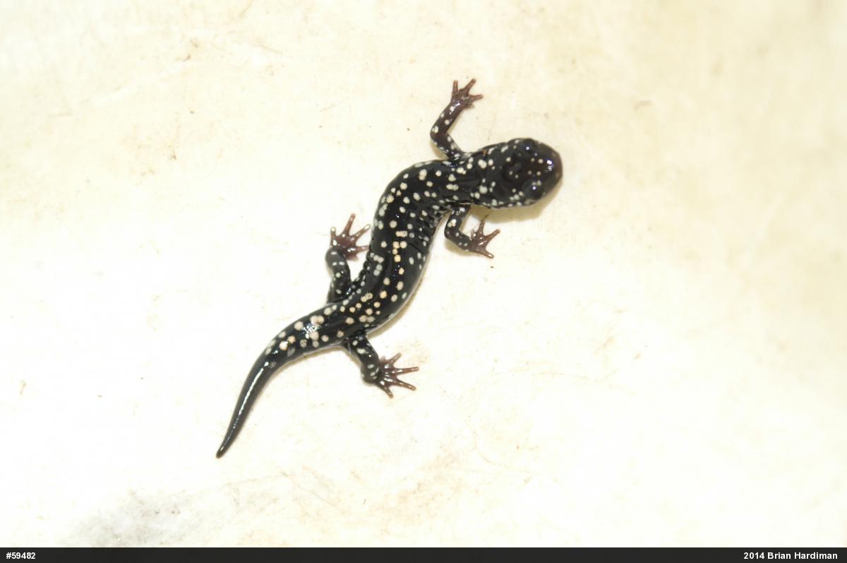 Northern Slimy Salamander