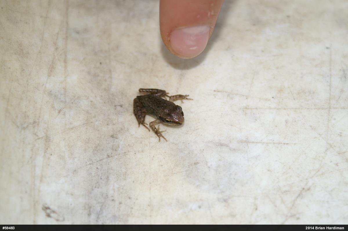 Wood Frog