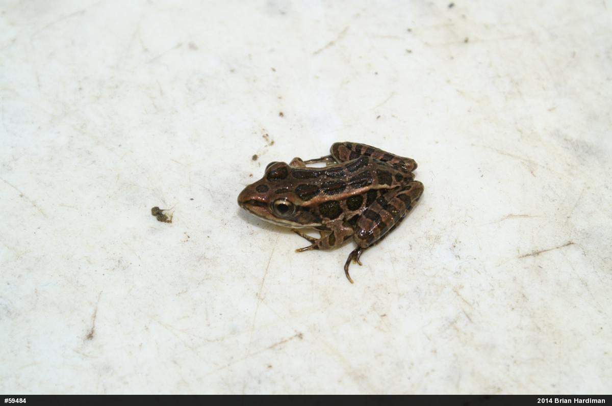 Pickerel Frog