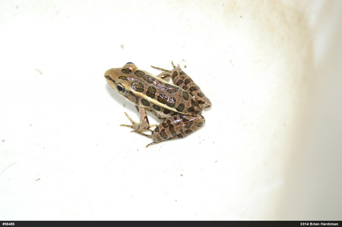 Pickerel Frog