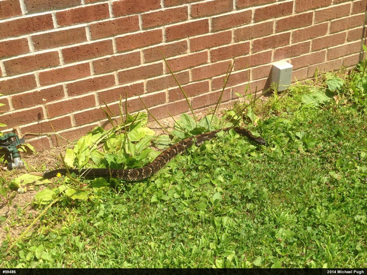 Timber Rattlesnake