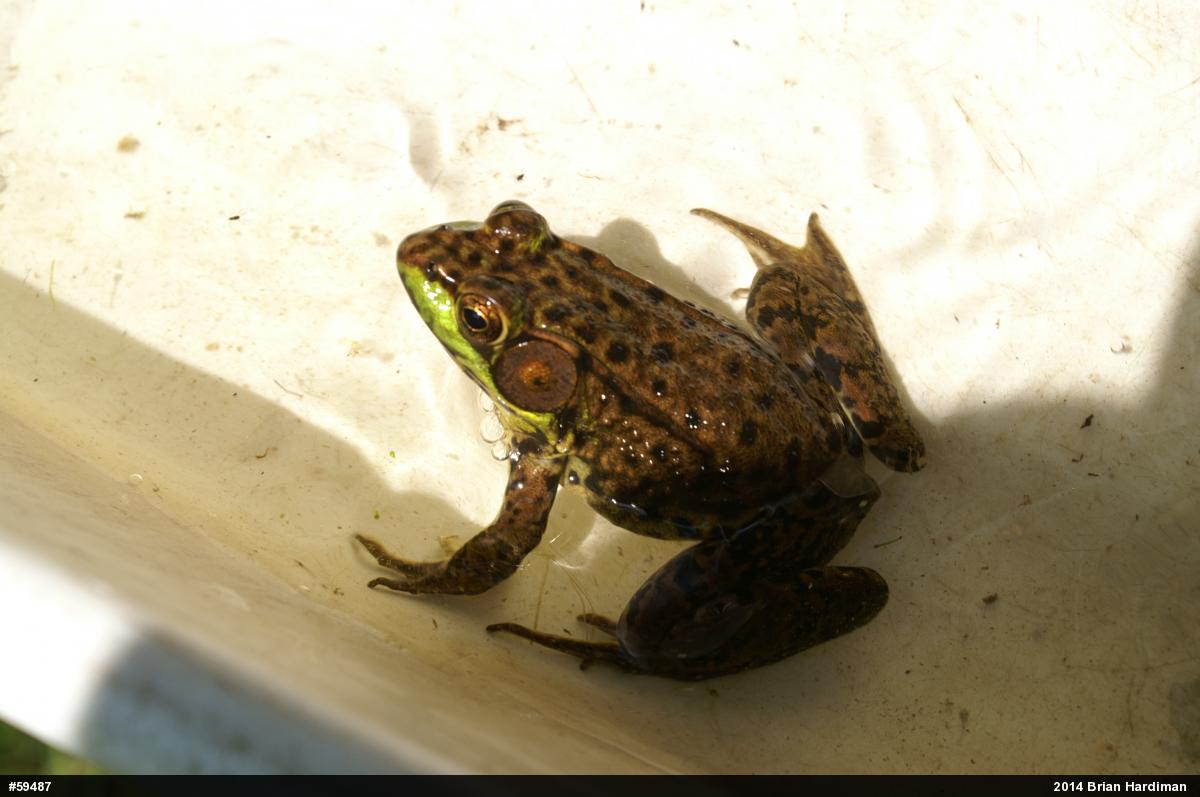 Green Frog