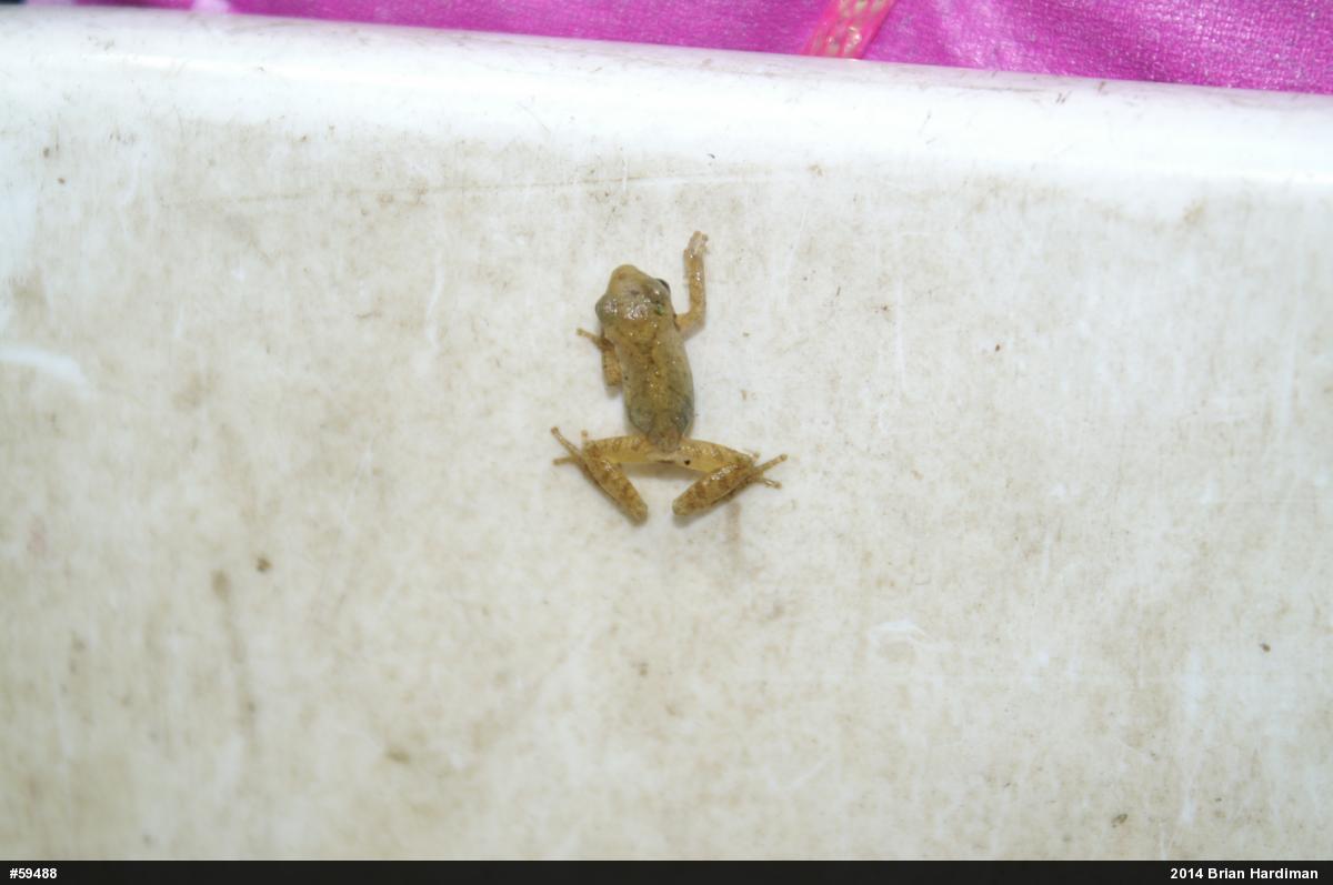 Spring Peeper