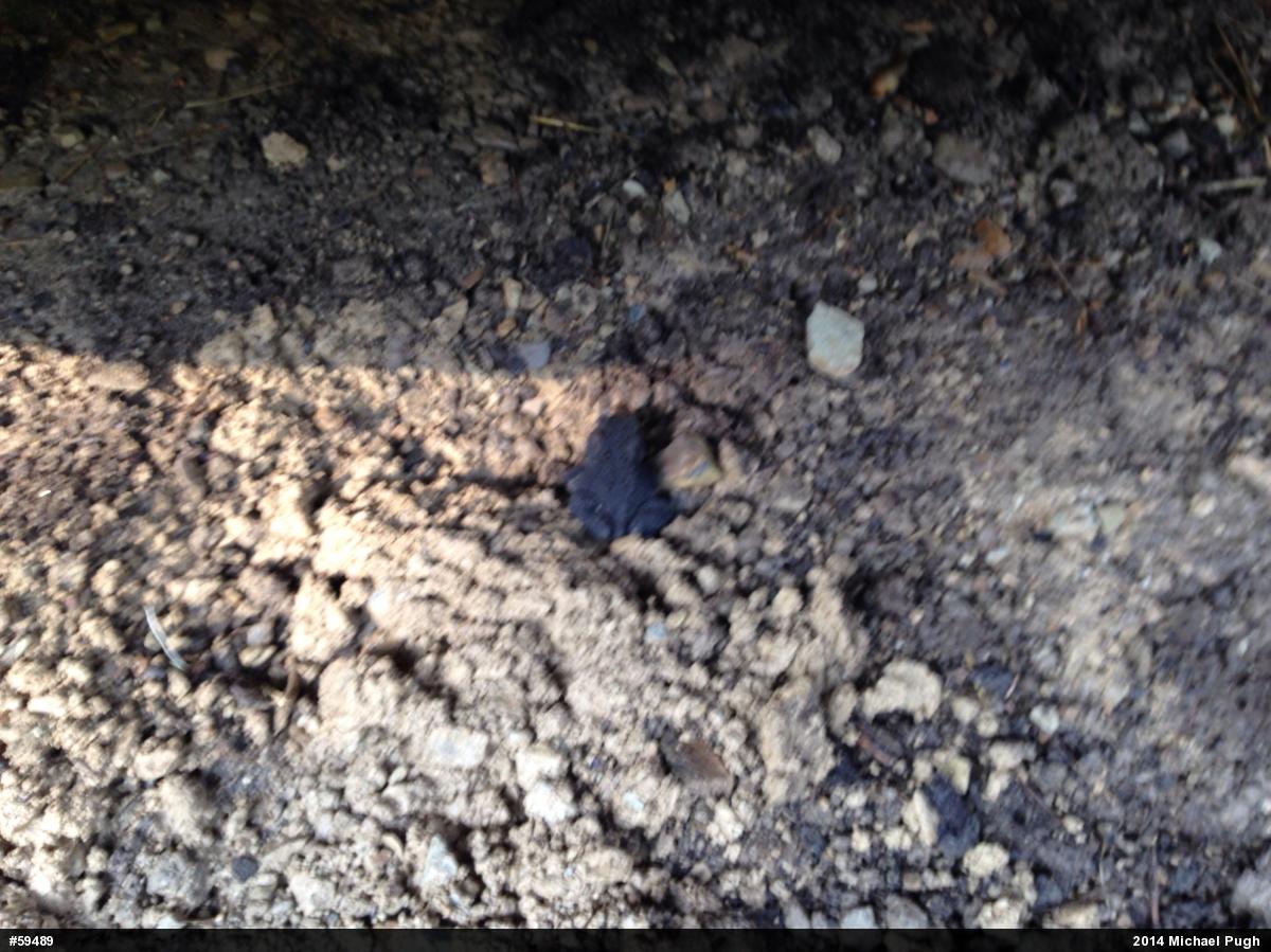 Eastern American Toad
