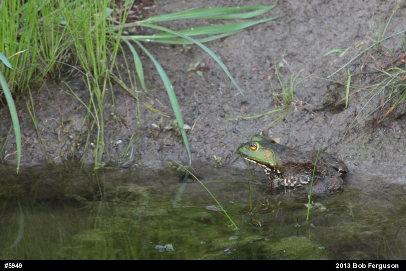American Bullfrog