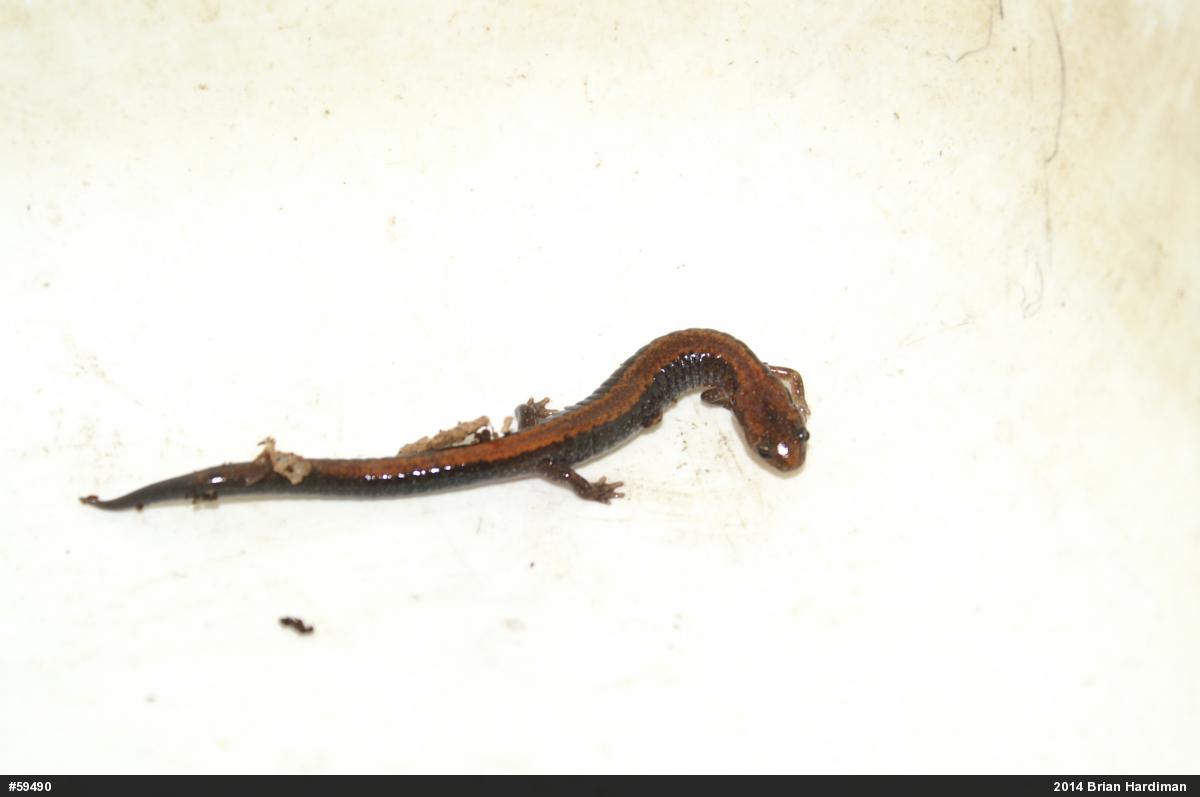 Eastern Red-backed  Salamander