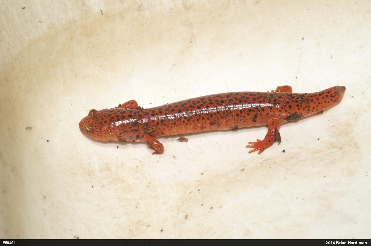 Northern Red Salamander