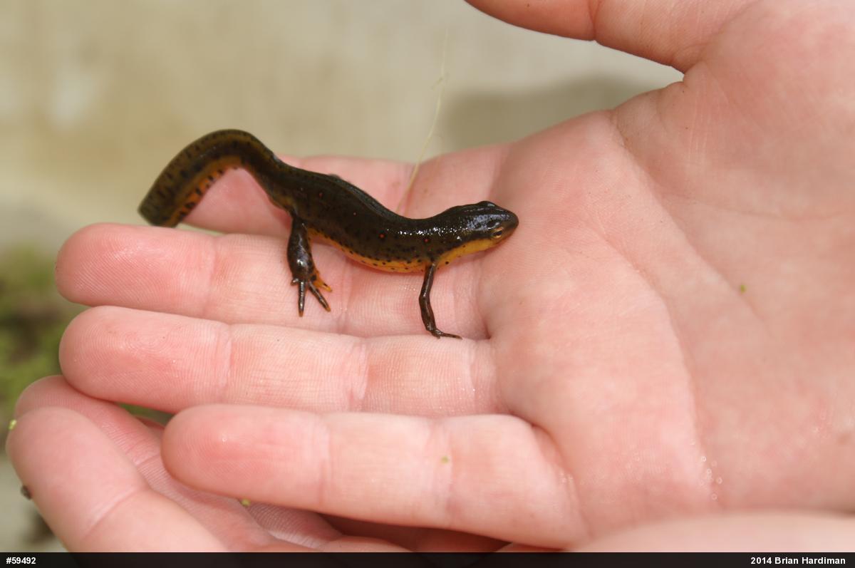 Red-spotted Newt