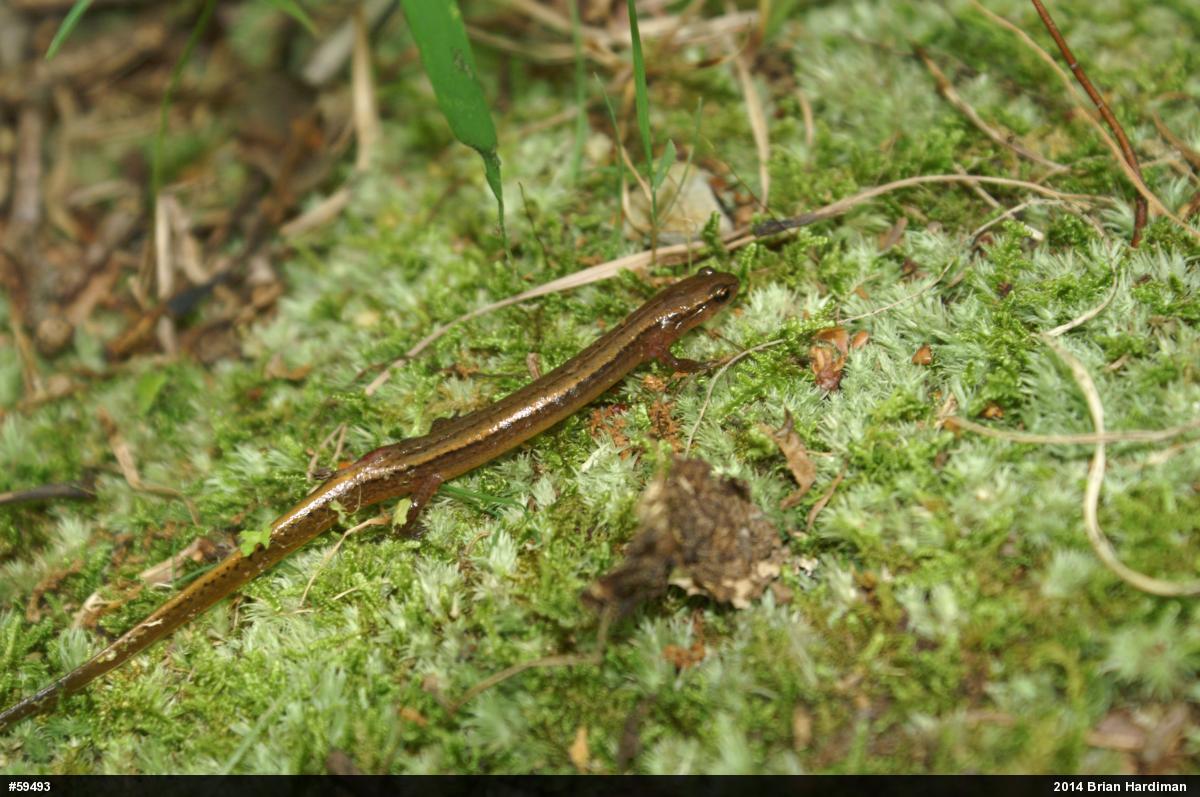 Northern Two-lined Salamander