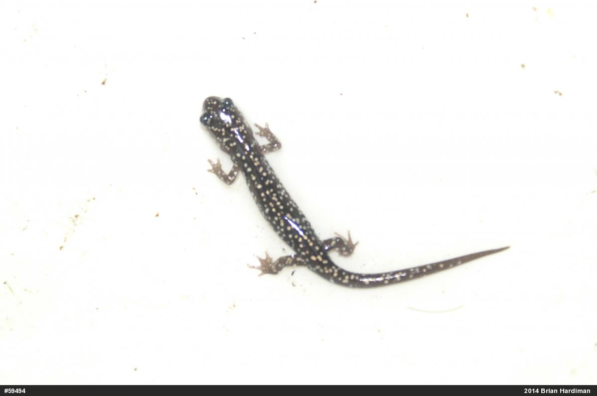 Northern Slimy Salamander