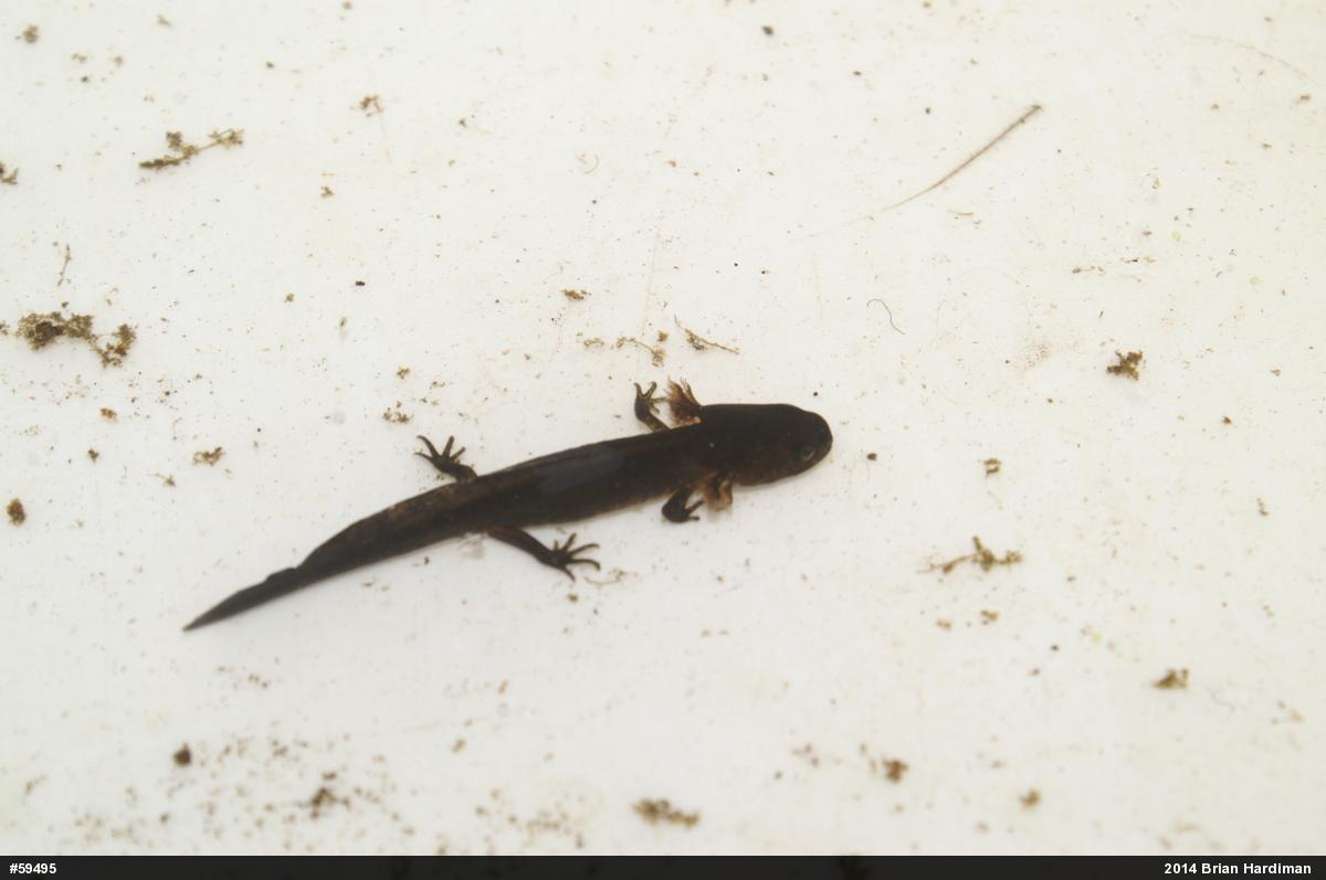 Mole Salamanders