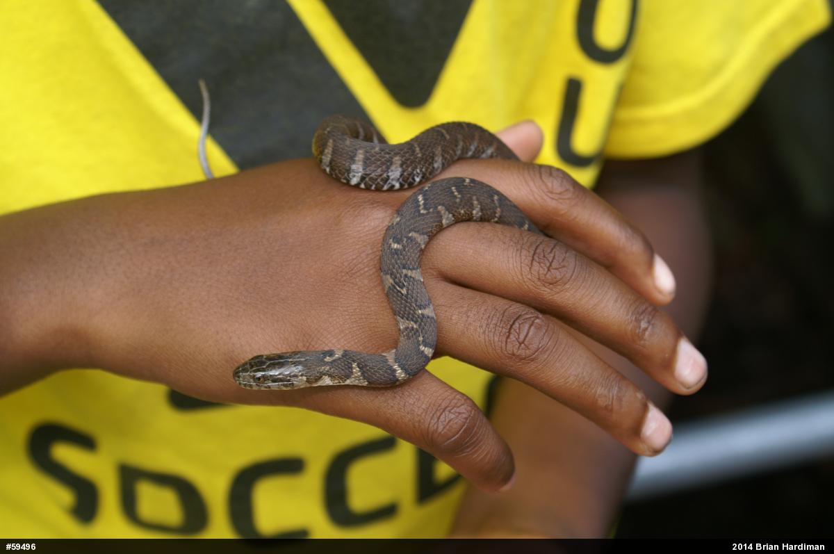 Northern Watersnake