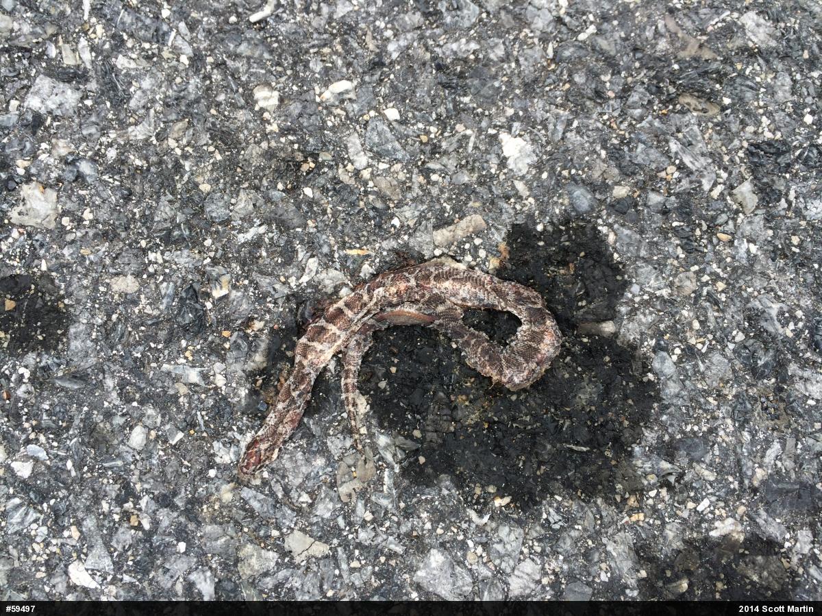 Eastern Milksnake