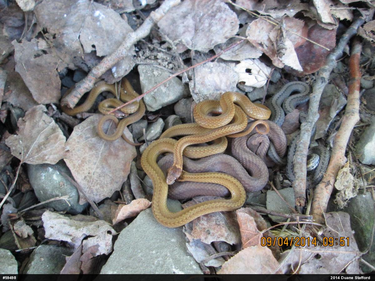 Red-bellied Snake