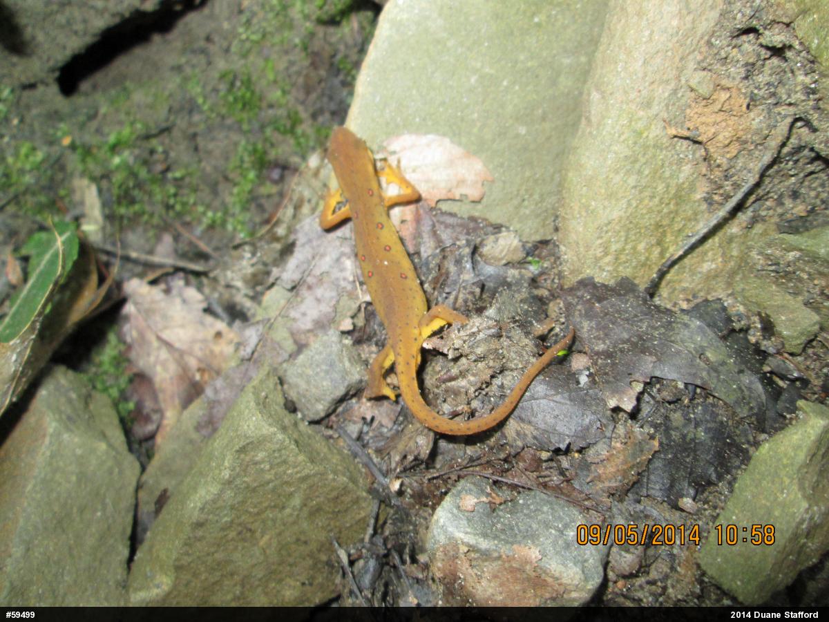Red-spotted Newt