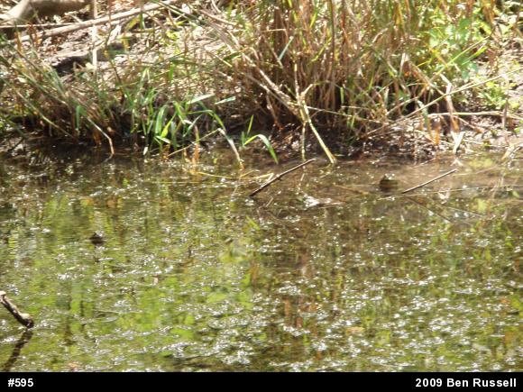 American Bullfrog
