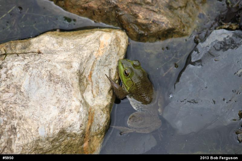 American Bullfrog