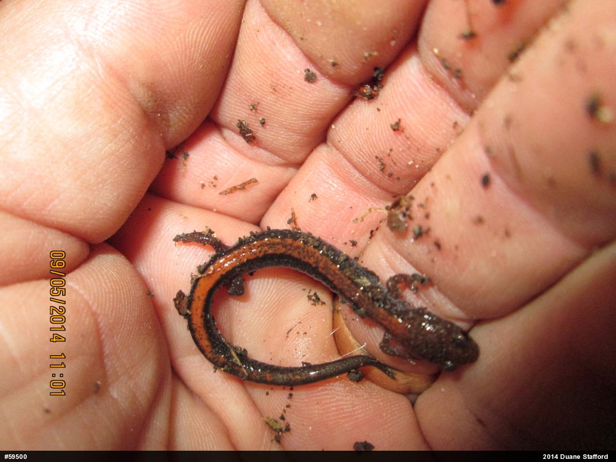 Eastern Red-backed  Salamander