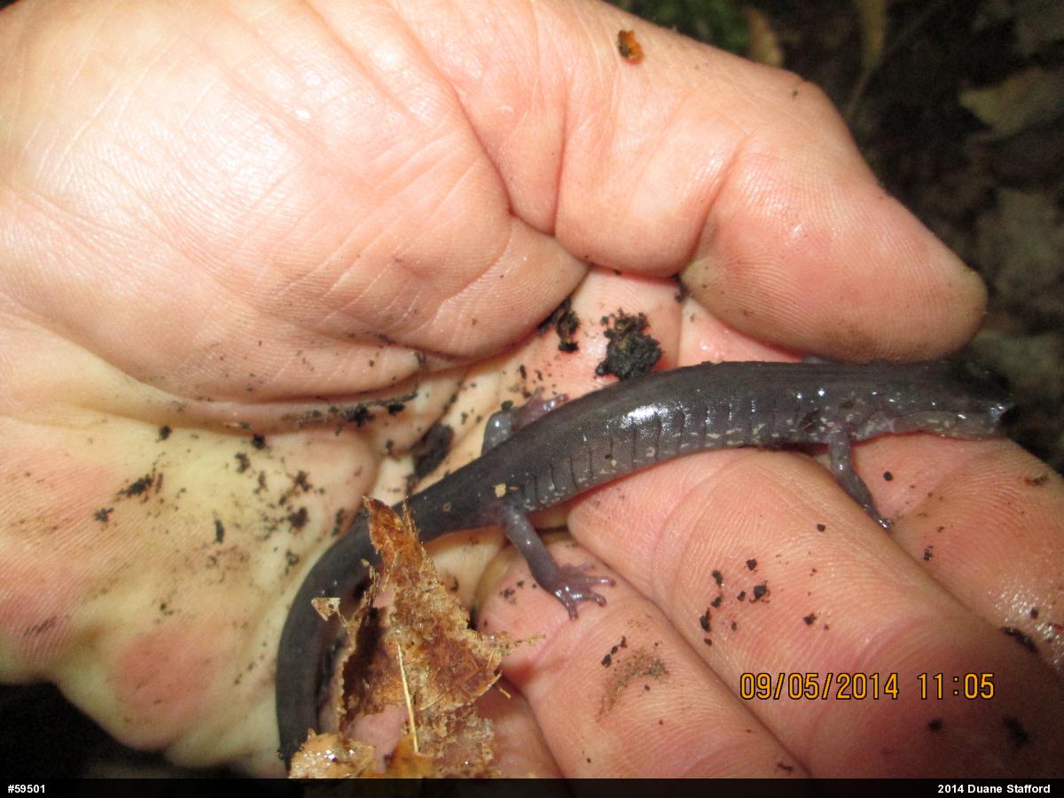 Wehrle's Salamander