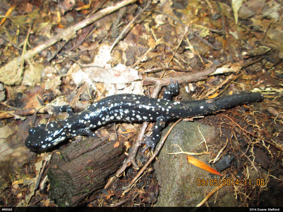 Northern Slimy Salamander