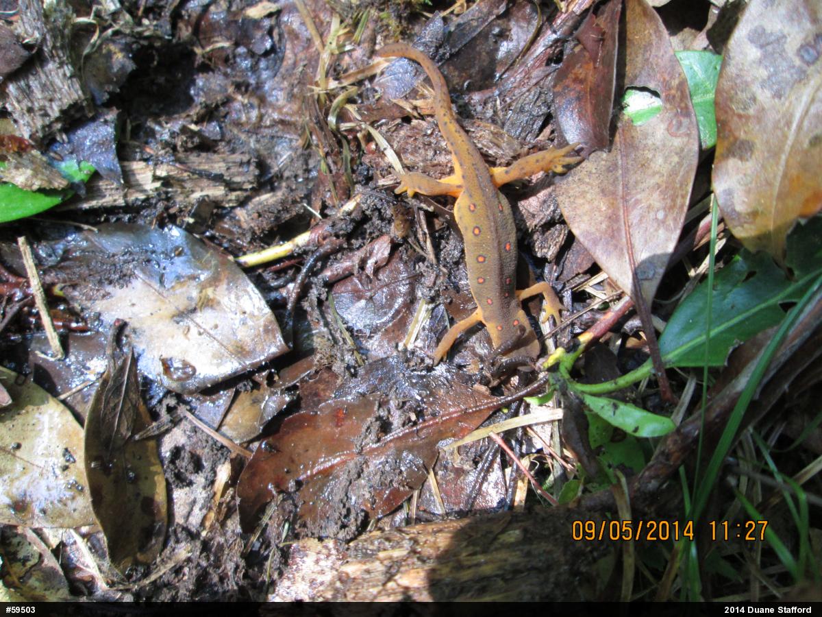 Red-spotted Newt