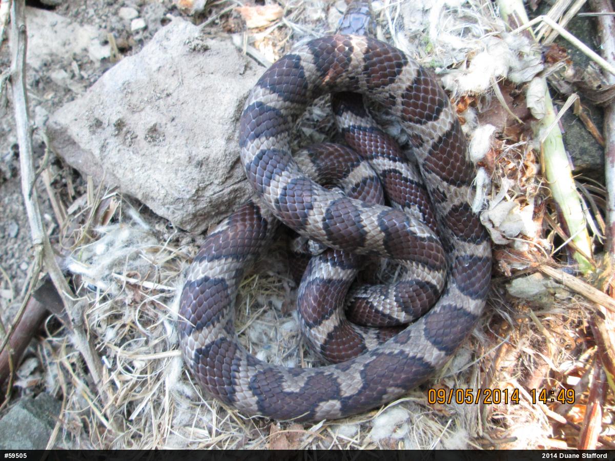 Eastern Milksnake