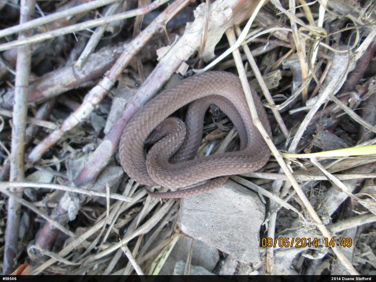 Red-bellied Snake