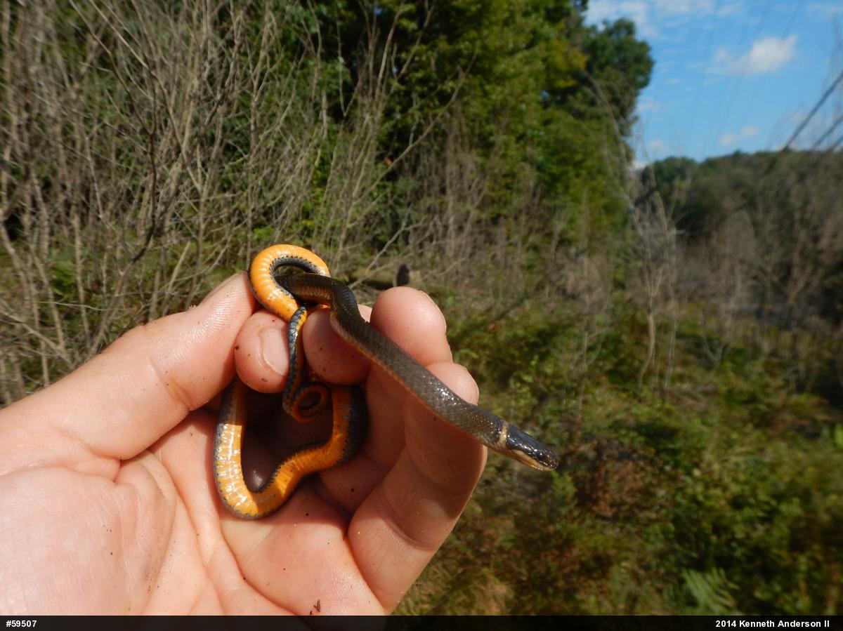 Northern Ring-necked Snake